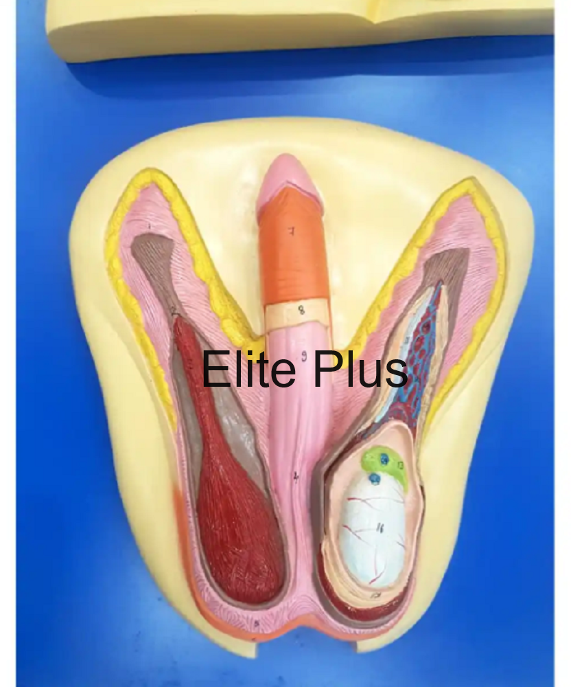 ZX-1304 Human Reproductive System Male