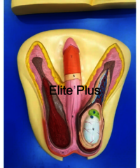 ZX-1304 Human Reproductive System Male