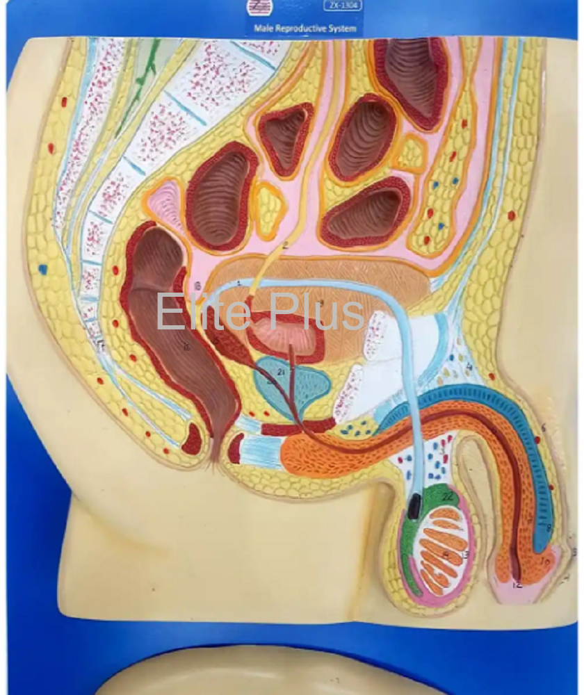 ZX-1304 Human Reproductive System Male