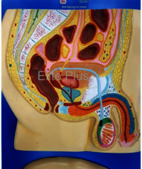 ZX-1304 Human Reproductive System Male