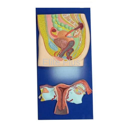 ZX-1305 Human Reproductive System Female