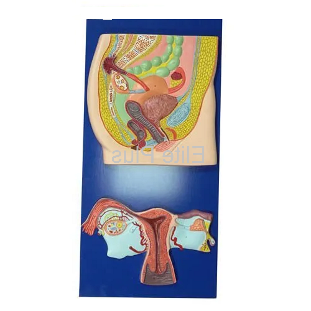 ZX-1305 Human Reproductive System Female