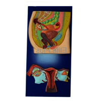 ZX-1305 Human Reproductive System Female