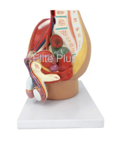 ZX-1417PN Male Pelvis Section Diss. PVC