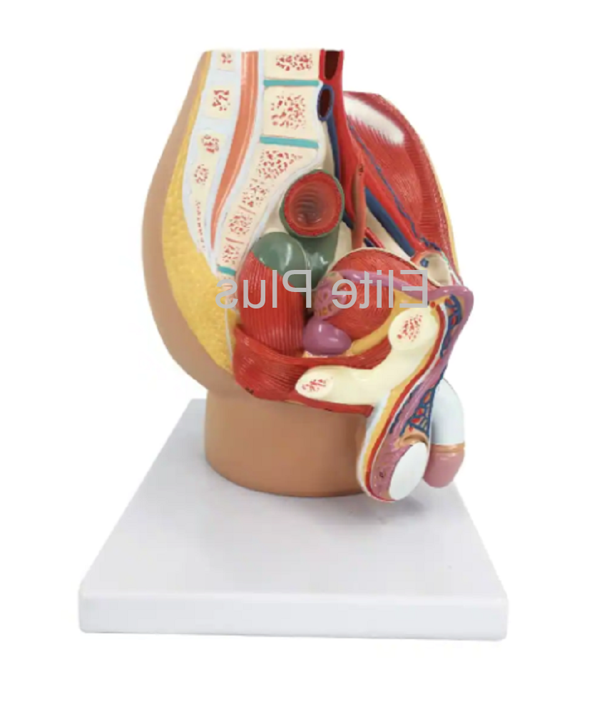 ZX-1417PN Male Pelvis Section Diss. PVC