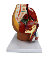 ZX-1417PN Male Pelvis Section Diss. PVC