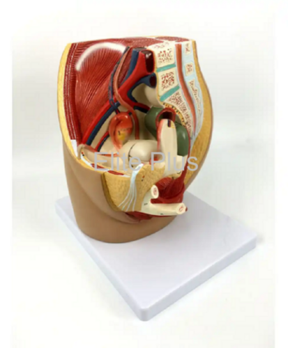 ZX-1418PN Female Pelvis Section Diss. PVC