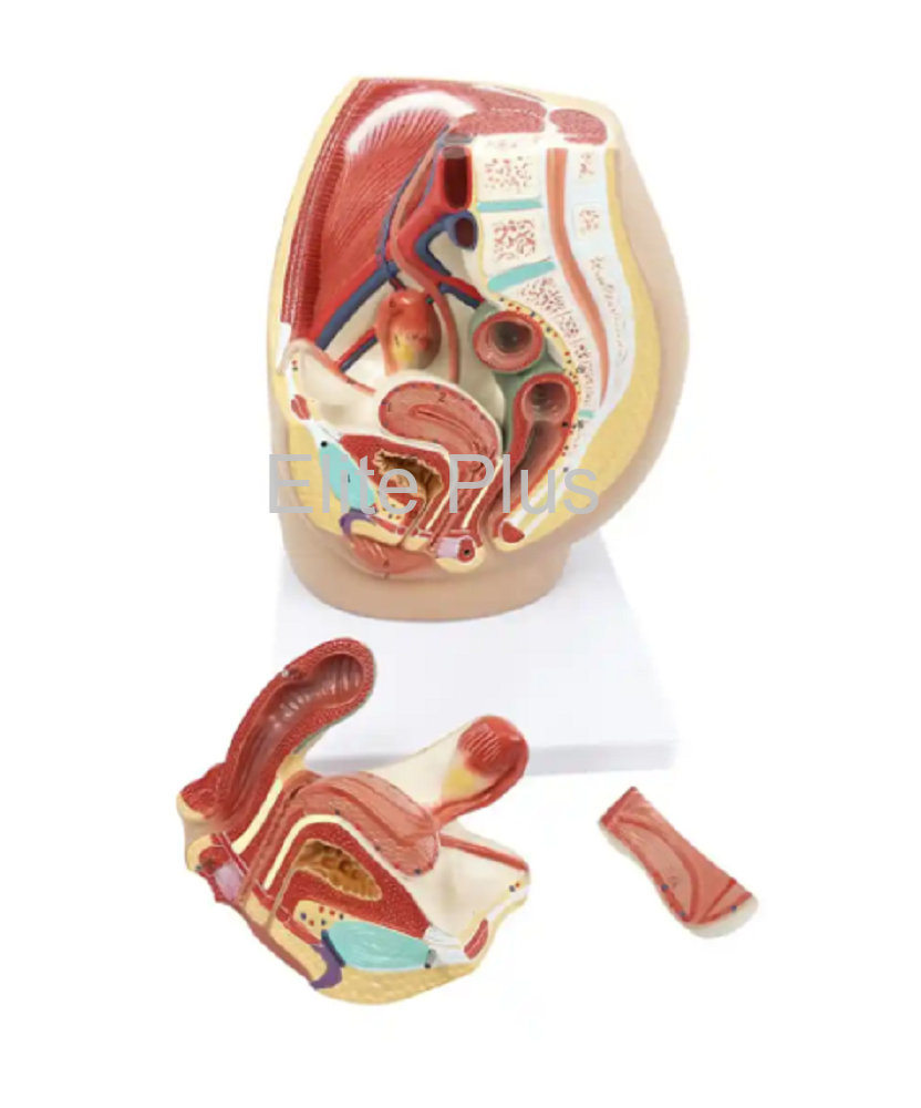 ZX-1418PN Female Pelvis Section Diss. PVC