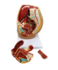 ZX-1418PN Female Pelvis Section Diss. PVC