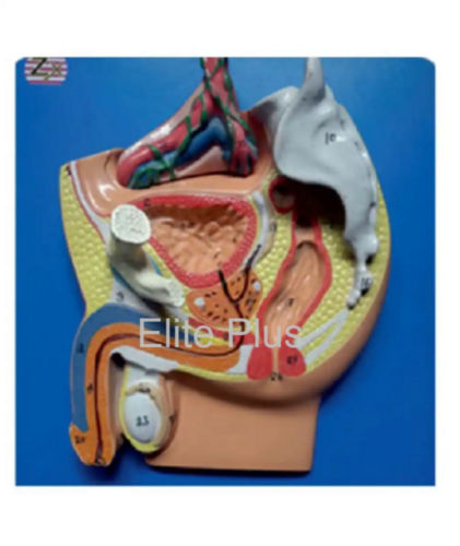 Zx-1403e Male Pelvis Small (Magnetic)