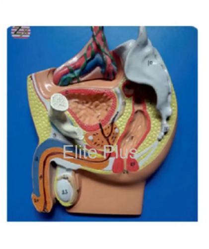 ZX-1403E Male Pelvis Small (Magnetic)