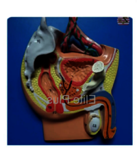 ZX-1403E Male Pelvis Small (Magnetic)