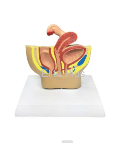 ZX-1445P Female Pelvic Anatomy Model