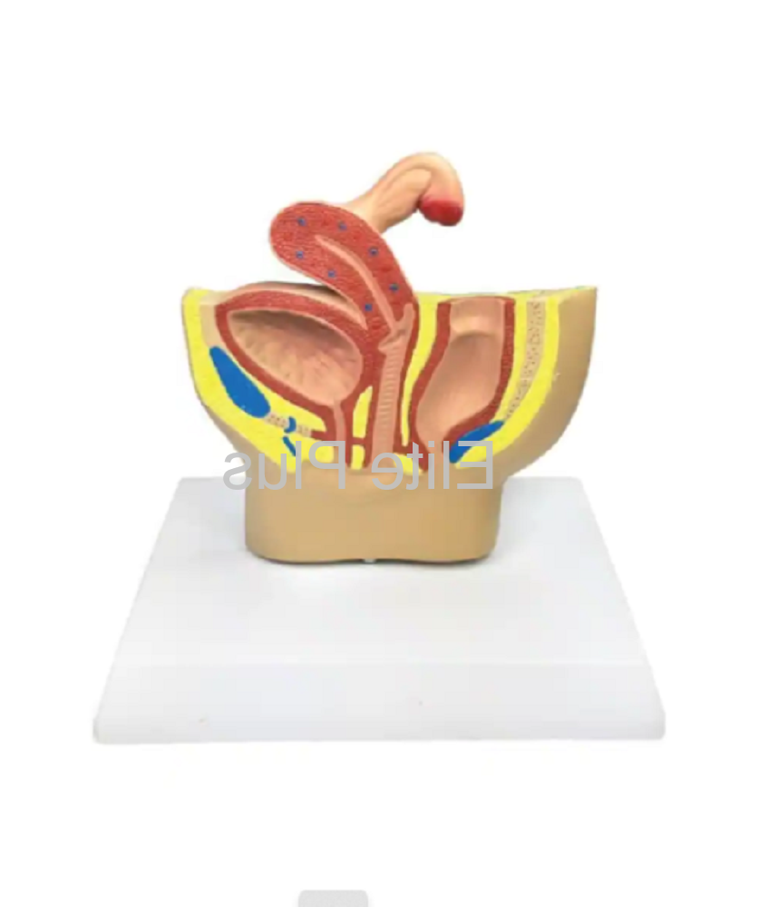 ZX-1445P Female Pelvic Anatomy Model