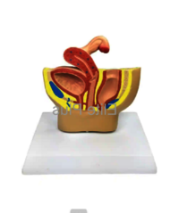 ZX-1445P Female Pelvic Anatomy Model