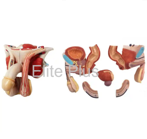 ZX-1419PN Male Genital Organs Model Dissectable