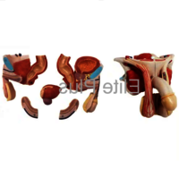 ZX-1419PN Male Genital Organs Model Dissectable