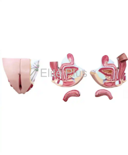 ZX-1420PN Female Genital Organs Model Dissectable