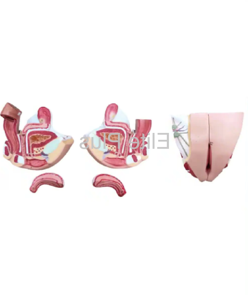 ZX-1420PN Female Genital Organs Model Dissectable