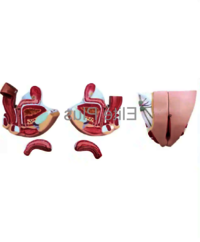 ZX-1420PN Female Genital Organs Model Dissectable