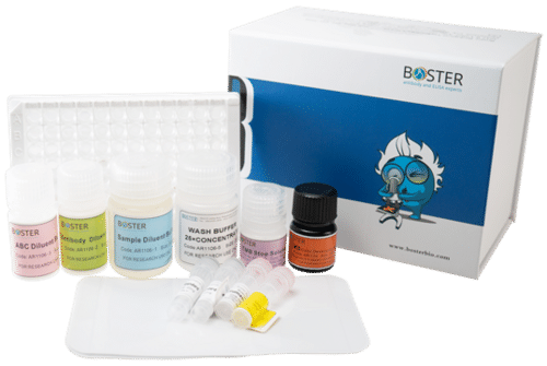 Human Brucella IgG Elisa Kit