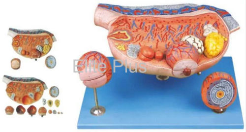 GD/A41003 Ovary Model