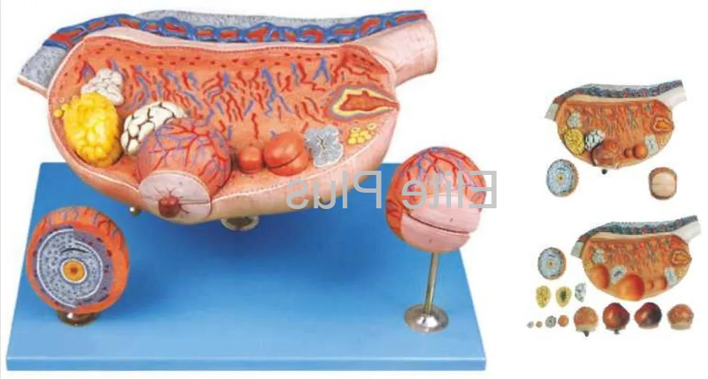 GD/A41003 Ovary Model