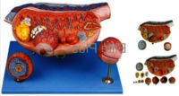 GD/A41003 Ovary Model