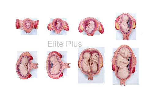 Zx-S414h Fetal Development Model Set Of 8