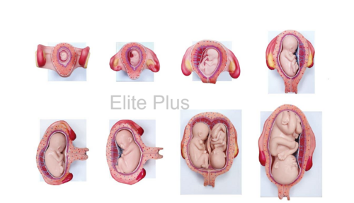 ZX-S414H Fetal Development Model set of 8