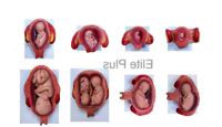 ZX-S414H Fetal Development Model set of 8