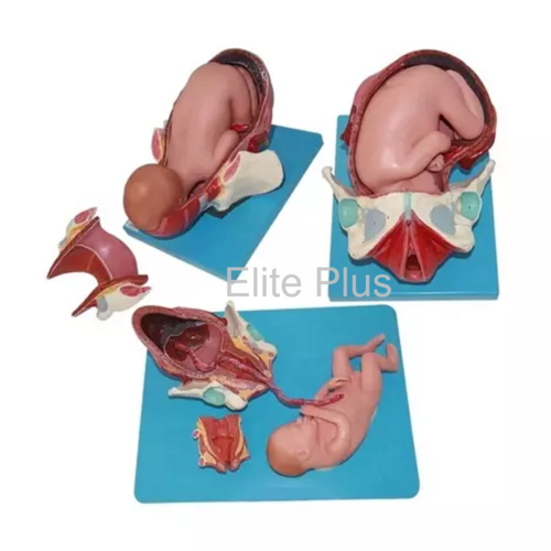 ZX-1704 Child Birth Demonstration Model