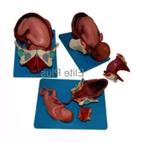 ZX-1704 Child Birth Demonstration Model