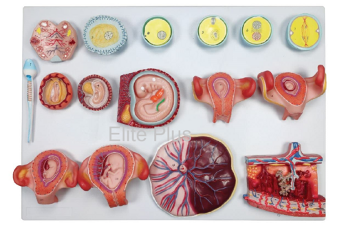 ZX-1712PN Human Fertilization and Embryogeny Model