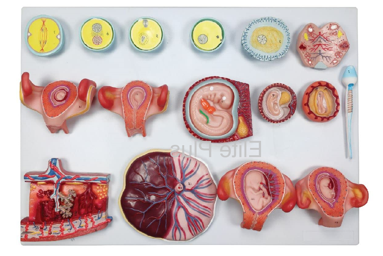 ZX-1712PN Human Fertilization and Embryogeny Model