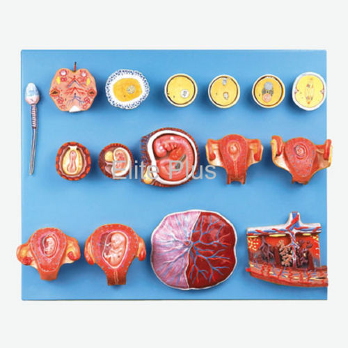 GD/A42002 Human Fertilization and Early Embryogeny