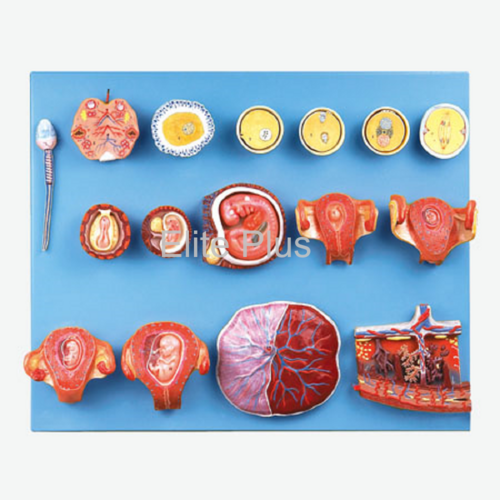 GD/A42002 Human Fertilization and Early Embryogeny