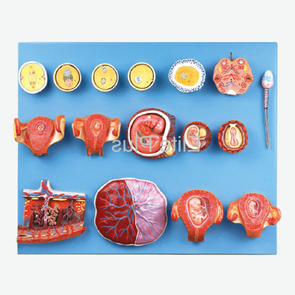 GD/A42002 Human Fertilization and Early Embryogeny