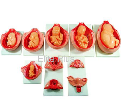 XC-414 The Development Process of Fetus