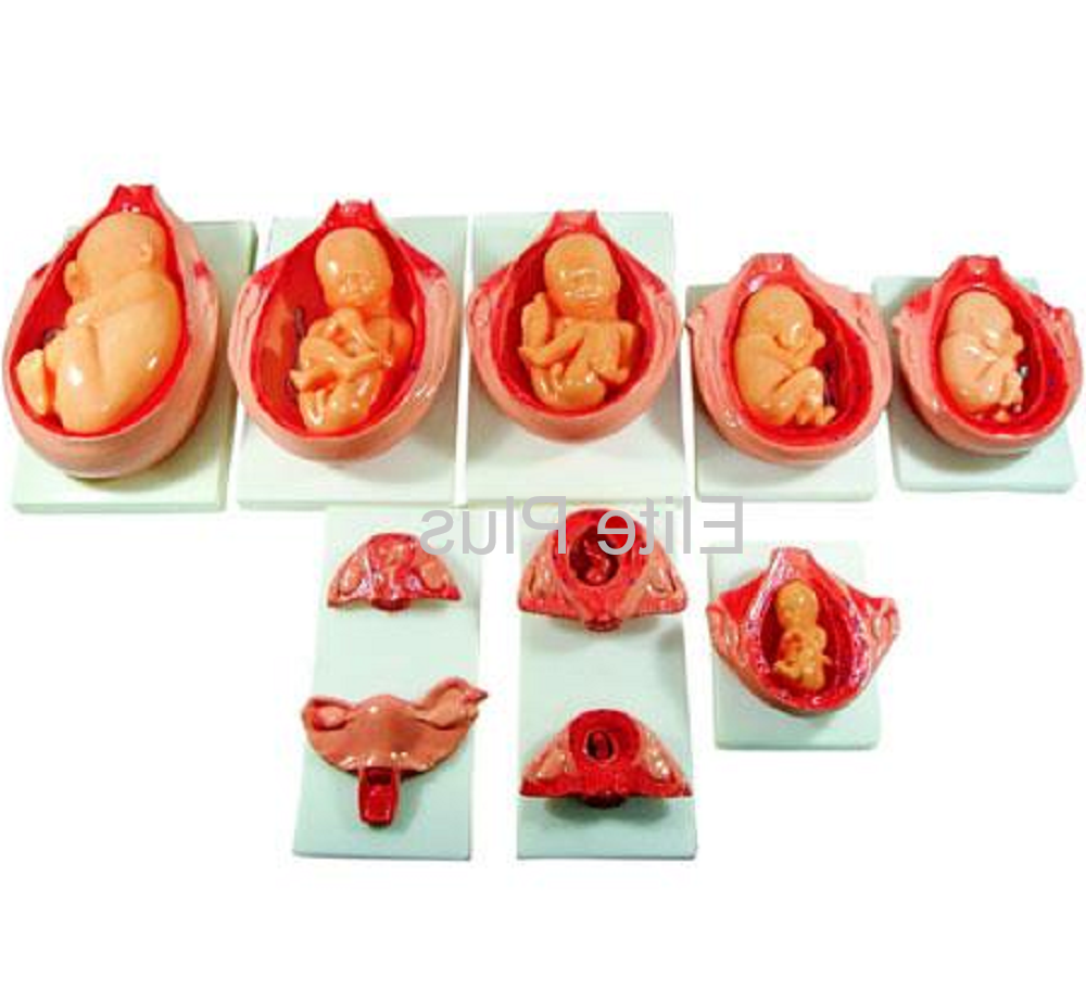 XC-414 The Development Process of Fetus