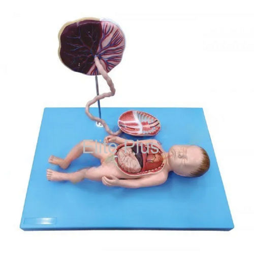 Zx-1703 Full Term Fetus With Viscera And Placenta