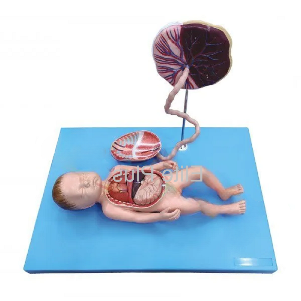 ZX-1703 Full Term Fetus with Viscera and Placenta