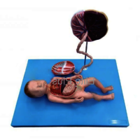 ZX-1703 Full Term Fetus with Viscera and Placenta