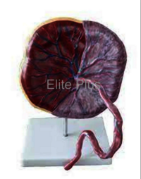 Zx-1700pn Human Placenta Model With Cord at 4700.00 INR in Pune