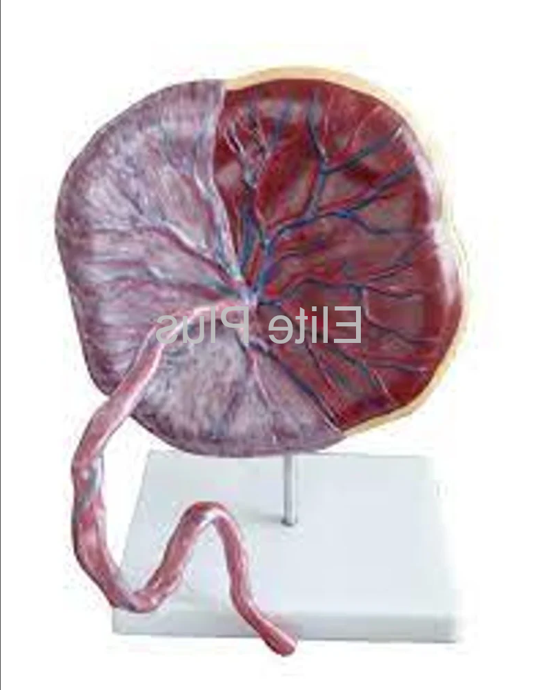 ZX-1700PN Human Placenta Model with Cord