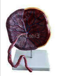 ZX-1700PN Human Placenta Model with Cord