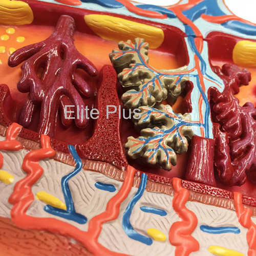 ZX-1707PN Placenta Section Model, Enlarged