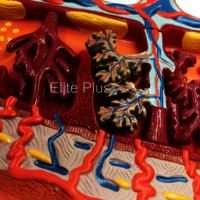 ZX-1707PN Placenta Section Model, Enlarged