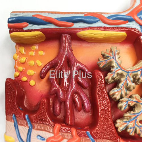 ZX-1707PN Placenta Section Model, Enlarged