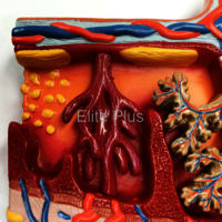 ZX-1707PN Placenta Section Model, Enlarged